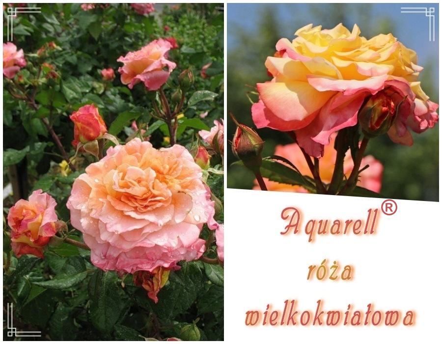 Aquarell róże wielkokwiatowe kol